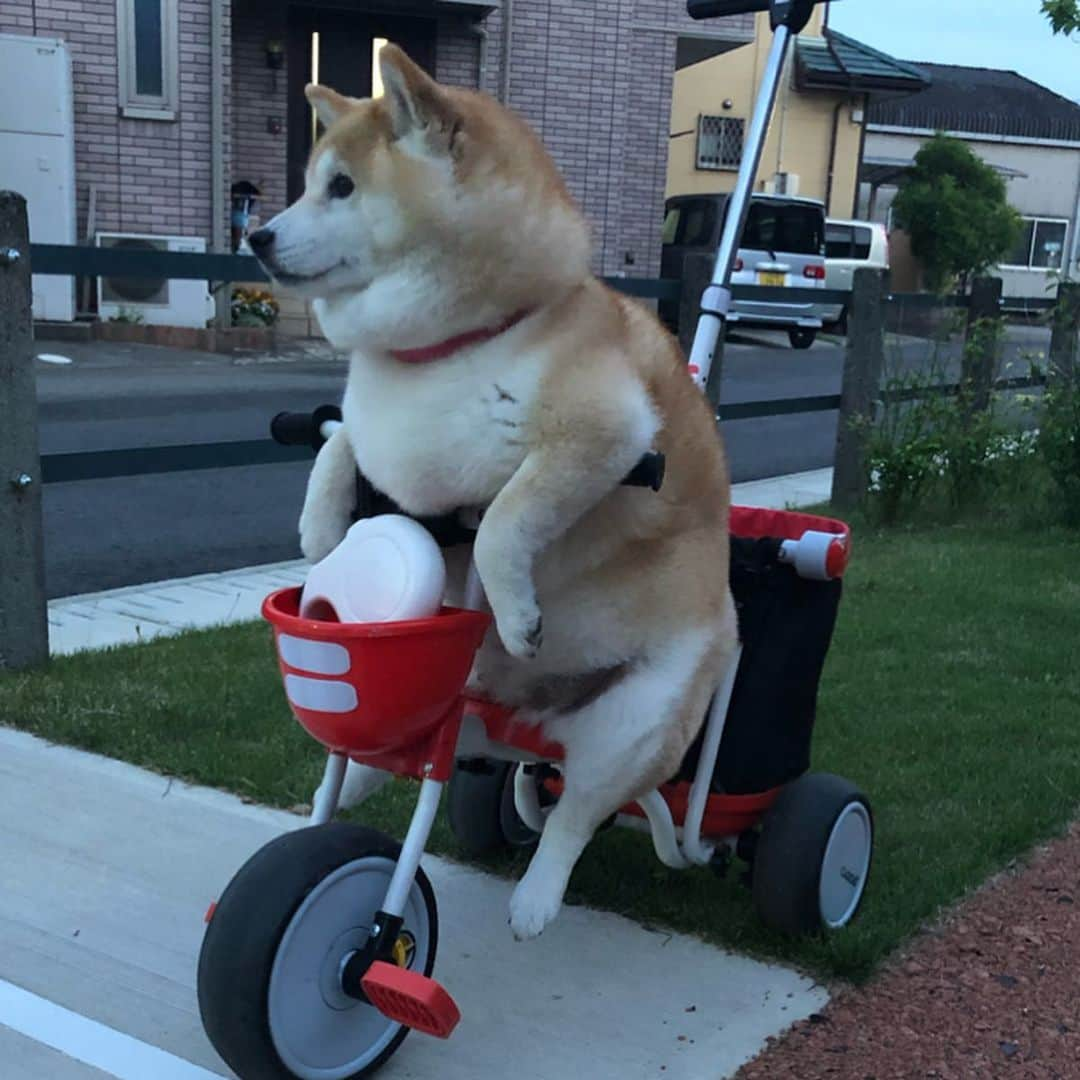 いなりさんのインスタグラム写真 - (いなりInstagram)「いなちゃんはとうとう三輪車の運転席へ!! •*¨*•.¸¸☆*･ﾟ 駐輪場ではない所に放置してあったのでレッカー!! そしたら、鬼の形相で持ち主らしき奴が出現!! そんなに大事ならちゃんと駐輪場に置いとけ〜!! •*¨*•.¸¸☆*･ﾟ #ハンドルに腕をかけ #ペダルに足は届きません #サドルに何かついてた #ライくんにバレないように #除去シートで拭きました #いなり最近歩きません #徒歩数700以下 #三輪車に乗る犬 #シバスタ映え #シバスタ萌え #イヌスタ映え #イヌスタ萌え #柴 #しば #しばいぬ #日本犬 #いぬバカ部 #犬#shiba #shibainu  #shibadog #shibarbucks #shibastagram #japanesedog」5月9日 16時28分 - shibainuinari