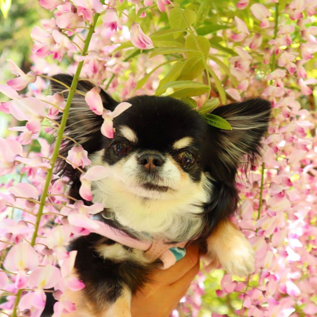 kayoさんのインスタグラム写真 - (kayoInstagram)「* * ピンクの藤💗 めろめろバージョン👧🏿💗 * * Melon💗 * * #奈良 #萬葉植物園 #藤 * #chihuahua#chihuahualove#dogstgram#dog#instadog#チワワ#チワワ大好き * *」5月9日 7時52分 - kayo063