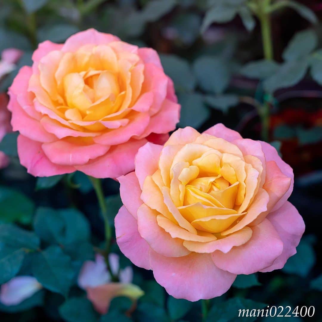 mani022400のグルメインスタ