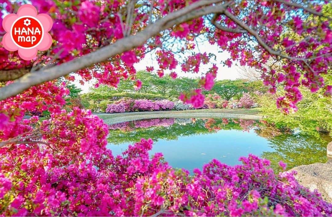 はなまっぷ❁日本の花風景さんのインスタグラム写真 - (はなまっぷ❁日本の花風景Instagram)「🌸はなまっぷ🌸 * @3r1hs さんの  花のある風景に花まるを💮 * 鮮やかな躑躅の中に美しいリフレクションをありがとうございます😊🌸 * 群馬  #つつじが岡公園 Tsutsujigaoka park, Gunma Pref. * 🌼ツツジの花言葉📝🌼 節度、慎み * 見頃を過ぎている場所もご紹介しています。お出かけの際はHP等で最新の情報をご確認くださいね🙏🌸 * 🌸•••🌸•••🌸•••🌸•••🌸•••🌸 * いつも素敵なお花をありがとうございます😊 日本の花のある風景にタグ付けしてください🌸 お花があれば何でもOKです💓 * #はなまっぷ * #日本の美しい花風景#花のある風景#花#花言葉#花畑#ツツジ#躑躅#リフレクション」5月9日 8時17分 - hanamap