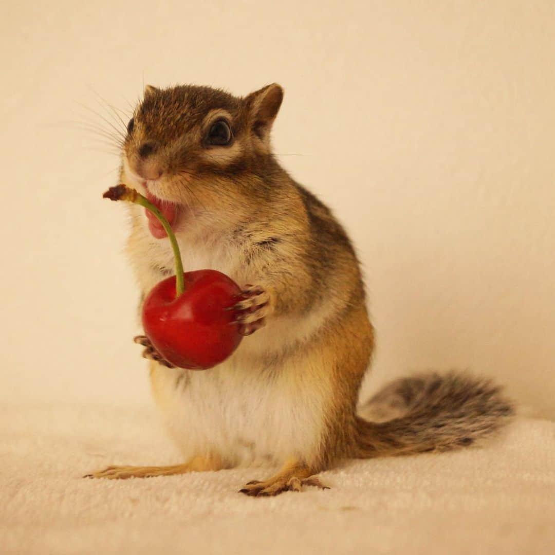 ビッケ & トッドさんのインスタグラム写真 - (ビッケ & トッドInstagram)「#Tod Yay! I got a cherry!  いっただきまーす！ 今年初のサクランボに興奮気味♪  #まるっと小動物展 in名古屋は12日まで  #chipmunk #シマリス #cherry #サクランボ #映画ペット2」5月9日 8時11分 - bikke_the_chip