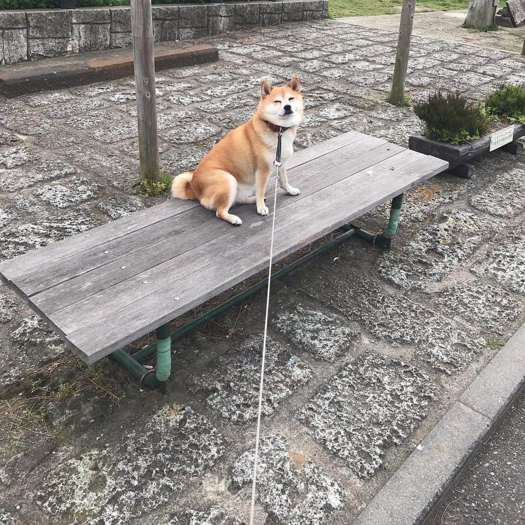 マル子のインスタグラム：「気持ちのいい気候なのでイヤイヤさんが止まりません😵 #マル子 #柴犬 #shiba #イヤイヤさん」