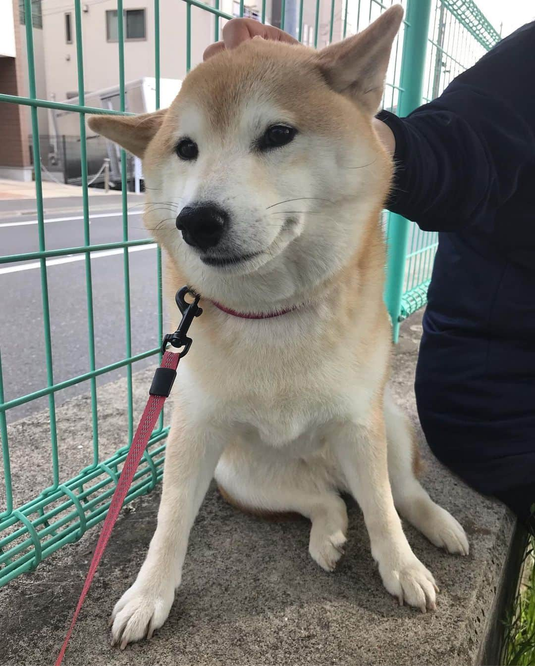 柴犬のモモさんのインスタグラム写真 - (柴犬のモモInstagram)「おはようございます。大好きなお友達ワンコのママさんに撫で撫でされて、かなりな #口角キュキュッと部 部員になってます #いぬ #イヌ #犬 #柴犬 #赤柴 #日本犬 #犬バカ部 #ふわもこ部 #いぬら部 #癒しわんこ #柴犬マニア #犬のいる暮らし #shiba #shibainu #shibadog #dogstagram #dogsofinstagram #shibastagram #shibasofinstagram #shibamania #inu #instadog #toyota_dog」5月9日 8時30分 - shi_ba_i_nu_momo