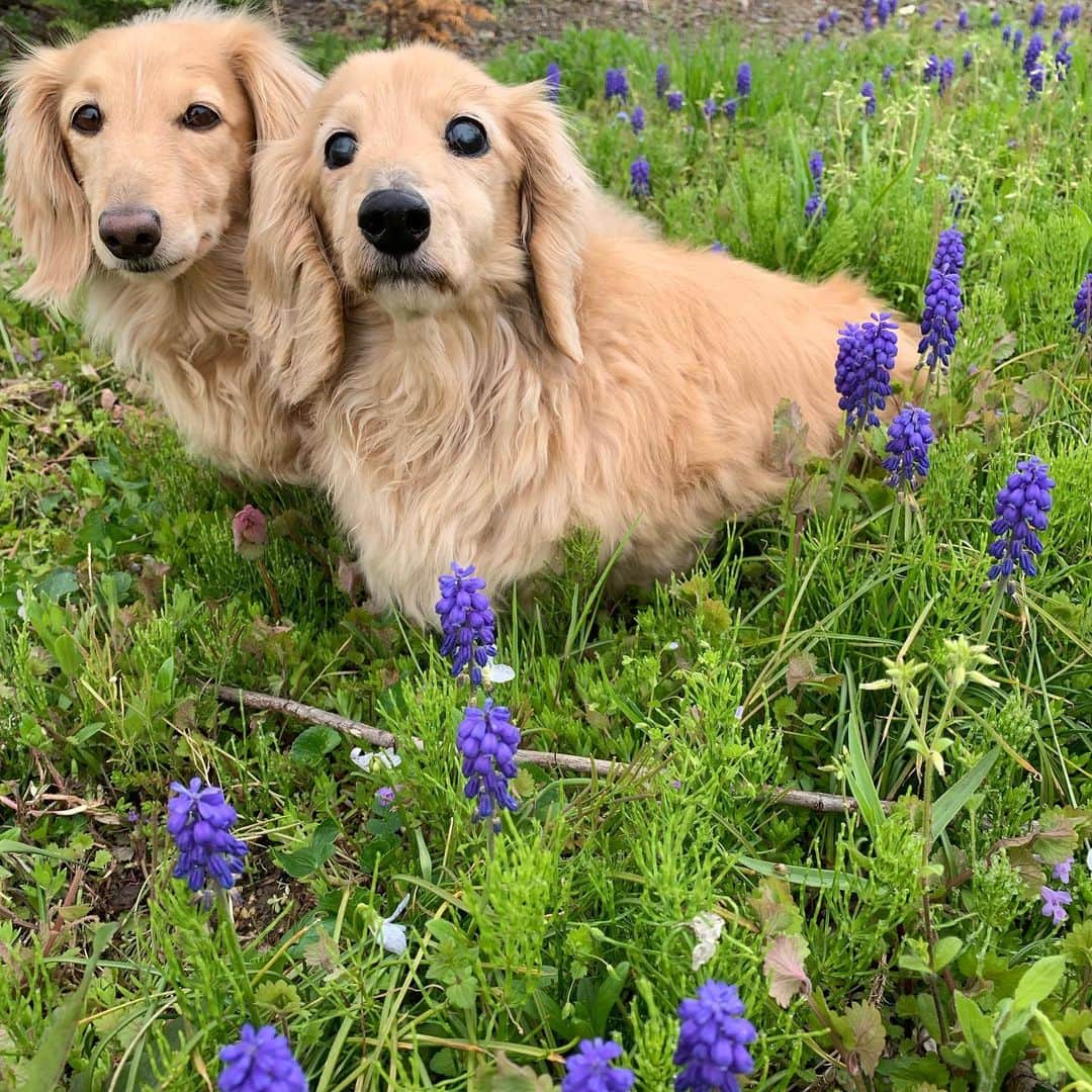 ハッチ＆ニコのインスタグラム：「Good morning ☁️ おは#ムスカリ  #カメラ嫌い同好会 #pecoいぬ部 #犬の生活が第一 #癒しわんこ #dachshund #犬バカ部 #短足部 #ふわもこ部 #tokyocameraclub #東京カメラ部」