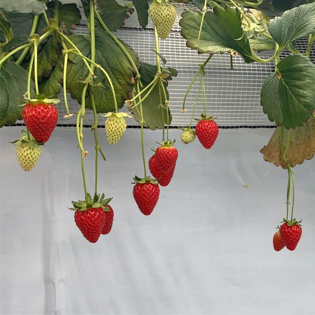 中島早貴のグルメインスタ