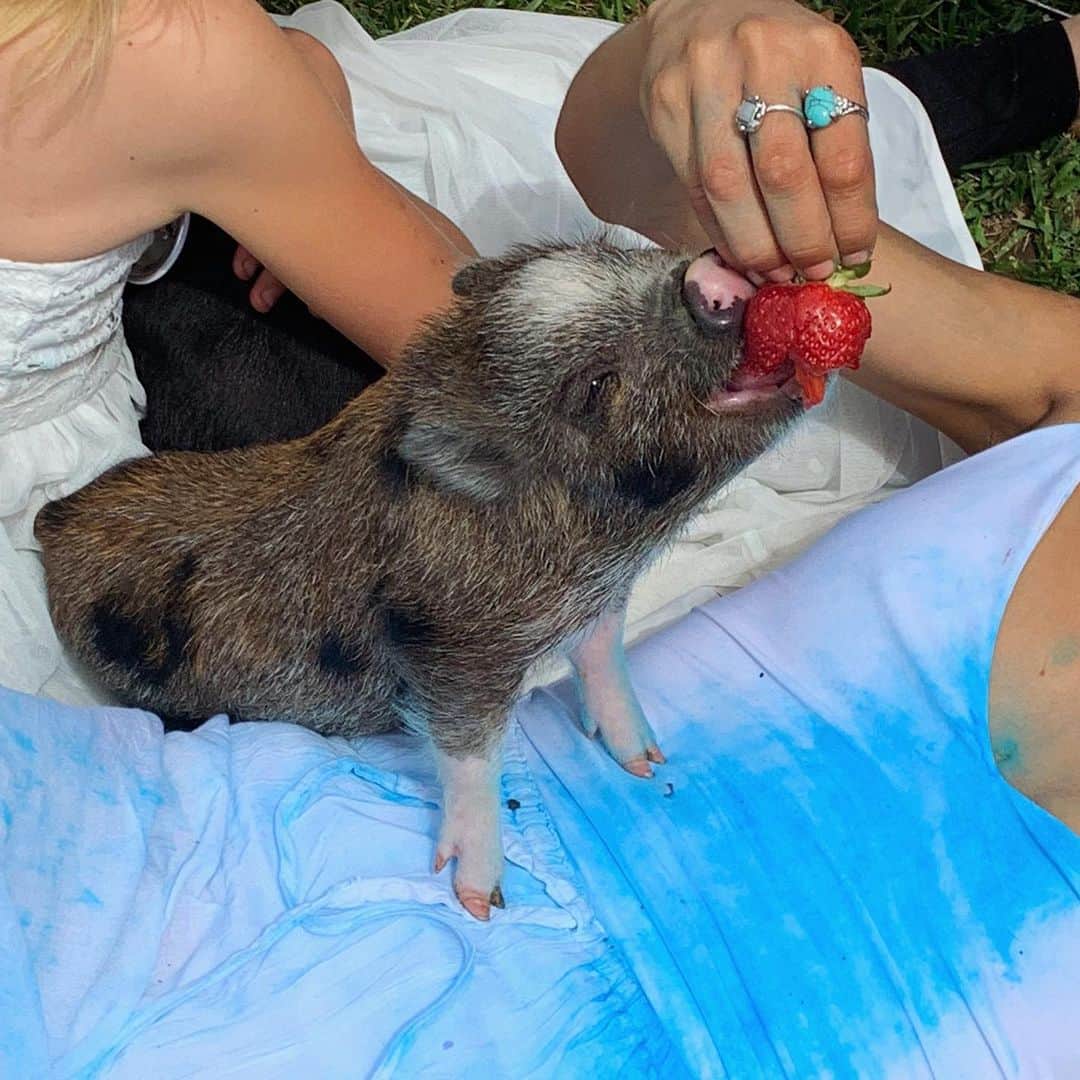 ケルシーのインスタグラム：「🍓」