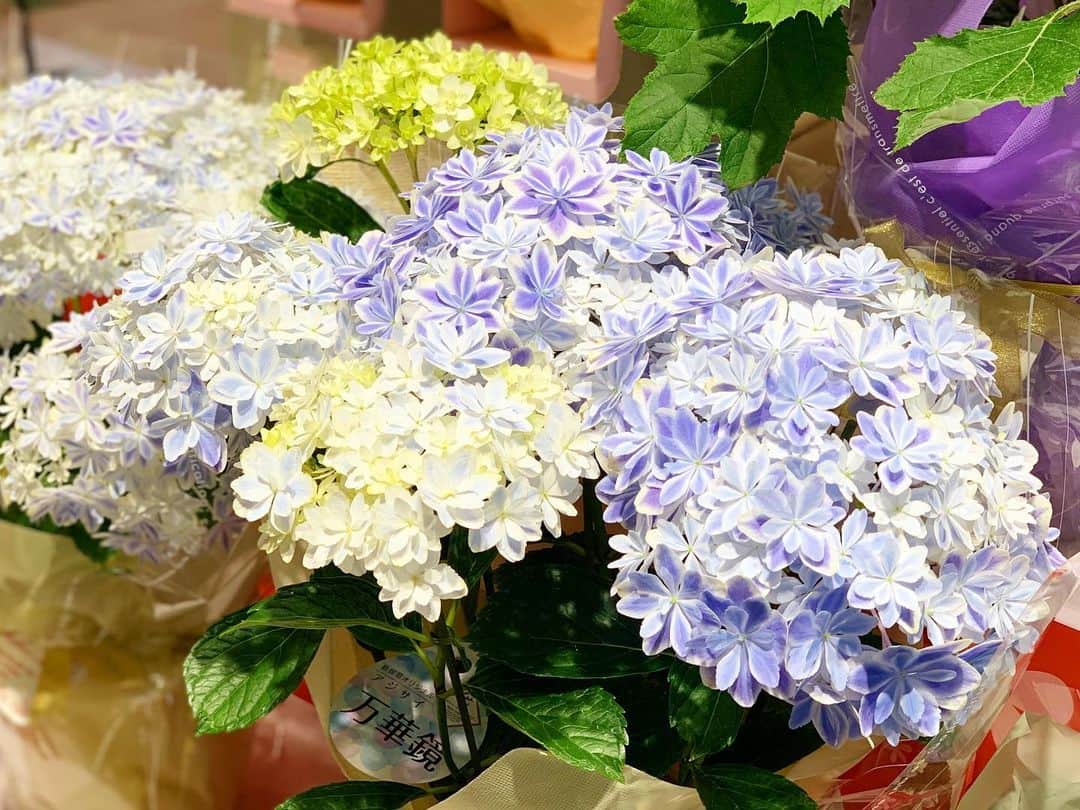 LECT レクトさんのインスタグラム写真 - (LECT レクトInstagram)「せっかく贈るものだから、母の日のフラワーはお母さんの好きな色で。アレンジメント注文も承っております。(@flowermiyabi) #lect #レクト #flowershop #miyabi #フラワーショップミヤビ #お花屋さん #花のある暮らし #花のある生活 #母の日 #母の日のプレゼント #広島ママ #広島市」5月9日 9時17分 - lect_hiroshima