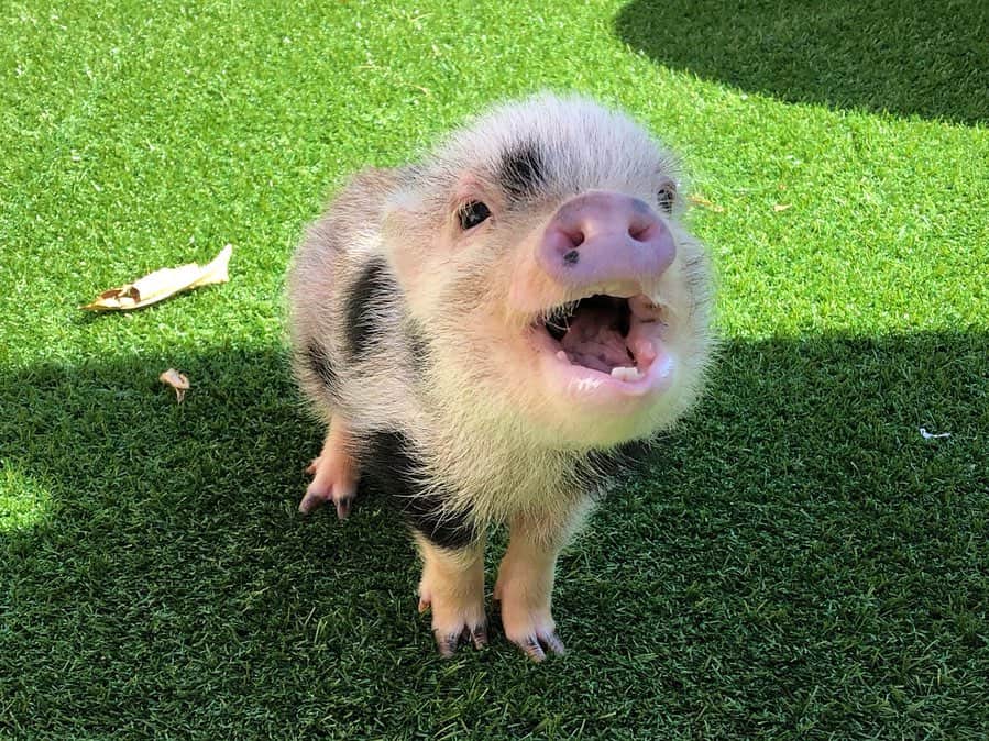 中山美香のグルメインスタ