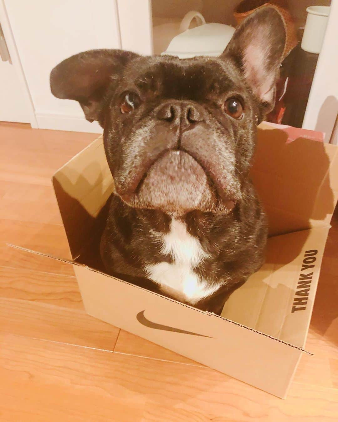 朝日光輝さんのインスタグラム写真 - (朝日光輝Instagram)「相変わらずダンボール📦好きだ🐶 * * * * * * * * * #フレンチブルドック#フレンチブルドッグ #フレンチブルドックブリンドル #ブリンドル#フレブル#dog#🐶#ダンボール好き#」5月9日 9時49分 - mitsuteru_asahi