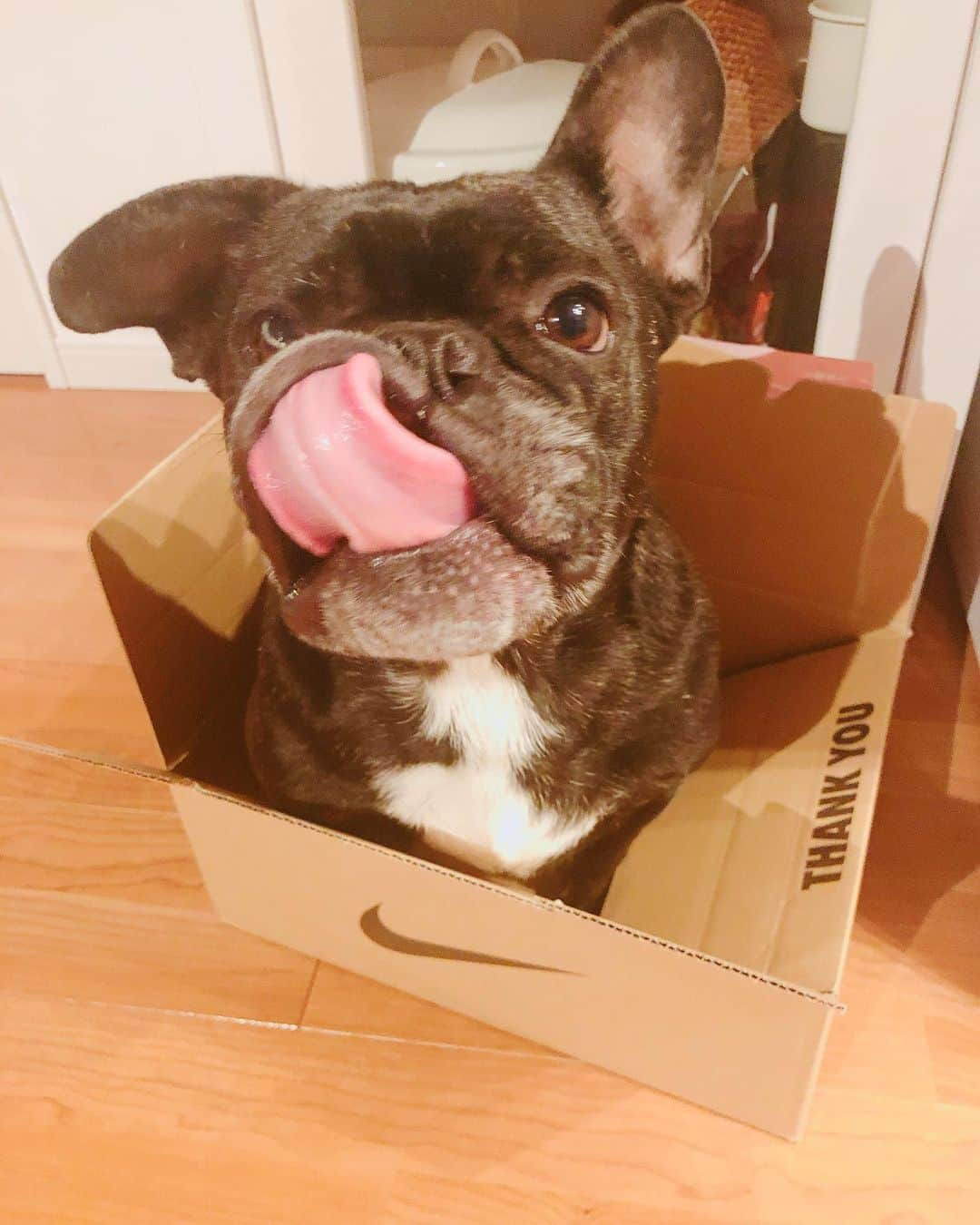 朝日光輝さんのインスタグラム写真 - (朝日光輝Instagram)「相変わらずダンボール📦好きだ🐶 * * * * * * * * * #フレンチブルドック#フレンチブルドッグ #フレンチブルドックブリンドル #ブリンドル#フレブル#dog#🐶#ダンボール好き#」5月9日 9時49分 - mitsuteru_asahi