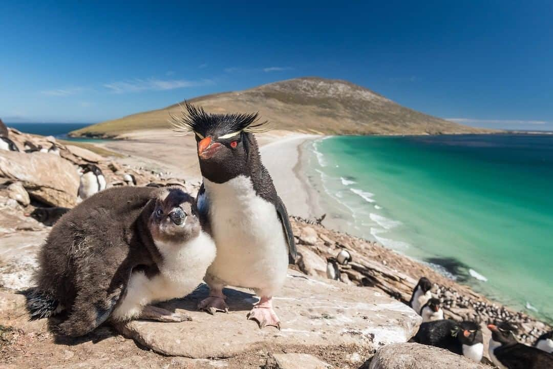 National Geographic Travelさんのインスタグラム写真 - (National Geographic TravelInstagram)「Photo by @daisygilardini | Rockhopper penguins return to their colonies to breed in October. They usually raise two chicks. The young chicks fledge shortly after hatching, in preparation for leaving the colony at the end of February. After the eggs hatch, the parents alternate time at the nest. During the day, one of the parents is at sea fishing. They return to the nest by late afternoon, to feed their chicks and relieve their partner. Due to rockhopper penguins’ rapid population decrease, the IUCN Red List of Threatened Species lists the species as “Vulnerable.” Scientists believe climate change is a major factor in their decline. Follow me @DaisyGilardini for more images and stories behind the scenes. #turningthetide #penguin #climatechange #climatechange #penguin #rockhopperpenguin #birdphotography」5月9日 10時04分 - natgeotravel