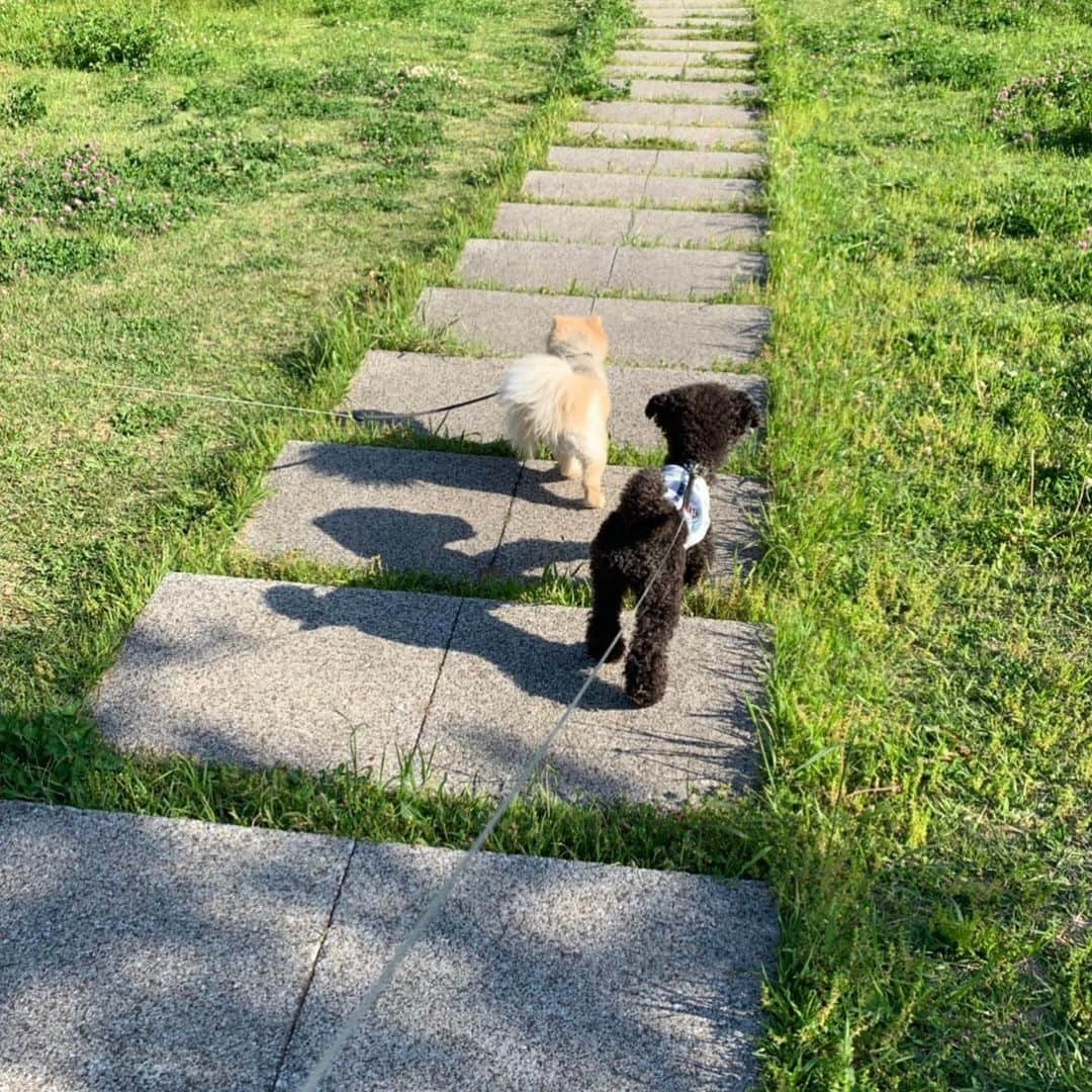 中野佑美さんのインスタグラム写真 - (中野佑美Instagram)「仲良しルンルン💕 広いお散歩道へ小春✴︎おはぎといっぱい歩いたよ☘🍃🌿気持ちよかったね😊  その後はママ達 ぺットショップ おはぎ  犠牲犬笑笑🐶 カリメロに！ワンコラ言ったらこれされちゃうんだって😓  今日も楽しいお出かけでした💖  #仲良しわんこ  #といぷーどる  #ぽめらにあん  #きょうのわんこ  #いぬら部  #いぬなしでは生きていけません会  #pecoいぬ部  #ココなっつ  #ココなっつおでかけ」5月9日 10時46分 - yumi.coconutsu