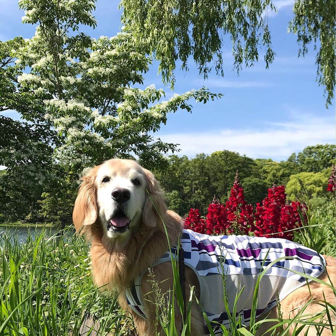 kei515yuさんのインスタグラム写真 - (kei515yuInstagram)「昨日はお父さんとお出かけしました。 暑かったですが、水辺は気持ち良かったです😊 なんじゃもんじゃの木が満開でしたよ。 #dogsofinstagram #ゴールデンレトリバー #ilovegolden_retrievers #retrieversgram #petscorner #insta_animal #dog_ofinstagram #insta_dogs #gloriousgoldens #retriever #goldenretriever #犬バカ部 #igdog #gryuuko #topdogphoto #repost_ezyjp #retrieveroftheday #dogscorner #weeklyfluff #thedailygolden #dog_features #excellent_dogs #pecoいぬ部 #old-man'sbeard」5月9日 10時44分 - kei515yu
