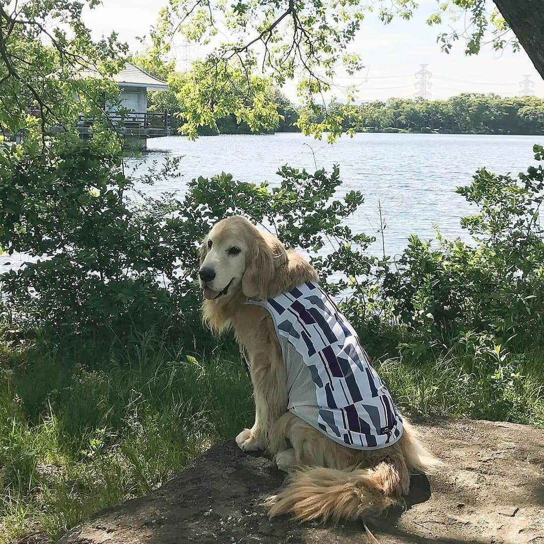 kei515yuさんのインスタグラム写真 - (kei515yuInstagram)「昨日はお父さんとお出かけしました。 暑かったですが、水辺は気持ち良かったです😊 なんじゃもんじゃの木が満開でしたよ。 #dogsofinstagram #ゴールデンレトリバー #ilovegolden_retrievers #retrieversgram #petscorner #insta_animal #dog_ofinstagram #insta_dogs #gloriousgoldens #retriever #goldenretriever #犬バカ部 #igdog #gryuuko #topdogphoto #repost_ezyjp #retrieveroftheday #dogscorner #weeklyfluff #thedailygolden #dog_features #excellent_dogs #pecoいぬ部 #old-man'sbeard」5月9日 10時44分 - kei515yu