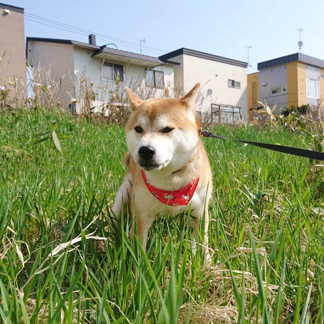 柴犬⭐️サスケさんのインスタグラム写真 - (柴犬⭐️サスケInstagram)「こんにちわん #朝ん歩 #柴犬#赤柴#ふわもこ部#トリミングでらった#バンダナ #犬柄#犬ら部 #茶助」5月9日 11時16分 - shiba20150405