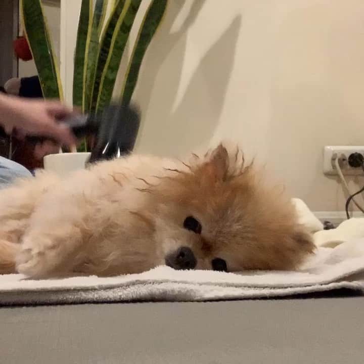 Ella Chuffyのインスタグラム：「Me cooperating!! 🛁 . . . . . . . . . #ellachuffy #pet #petstagram #pomeranianpage #pomeraniansofinstagram #teacuppoms #cutedogs #pomeranian_lovers #pomeranianlife #pomeranianworld #teddybeardog #pomeranian #puppylove #aplacetolovedogs #dogoftheday #justpomeranians #fluffypack #dogoftheday #anmlsposts #thedailypompom #picoftheday #iflmdog #犬 #狗 #everydaydoglover  #pomeranianww #justpomeranians #bathtime #pomeranian_moments」