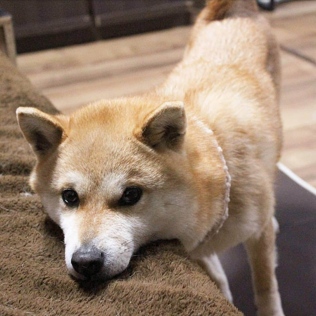 柴犬たま Shibainu Tamaさんのインスタグラム写真 - (柴犬たま Shibainu TamaInstagram)「* いつでもどこでもあごを乗せる事は忘れない * Caption trans🇬🇧 She never forgets to put her chin on the table anytime and anywhere. * #たま家族 #柴犬ミケ #あご乗せ #上目遣い #かなりひし形 #柴犬 #shiba #shibainu #shibastagram #犬 #dog」5月9日 11時23分 - tama7653