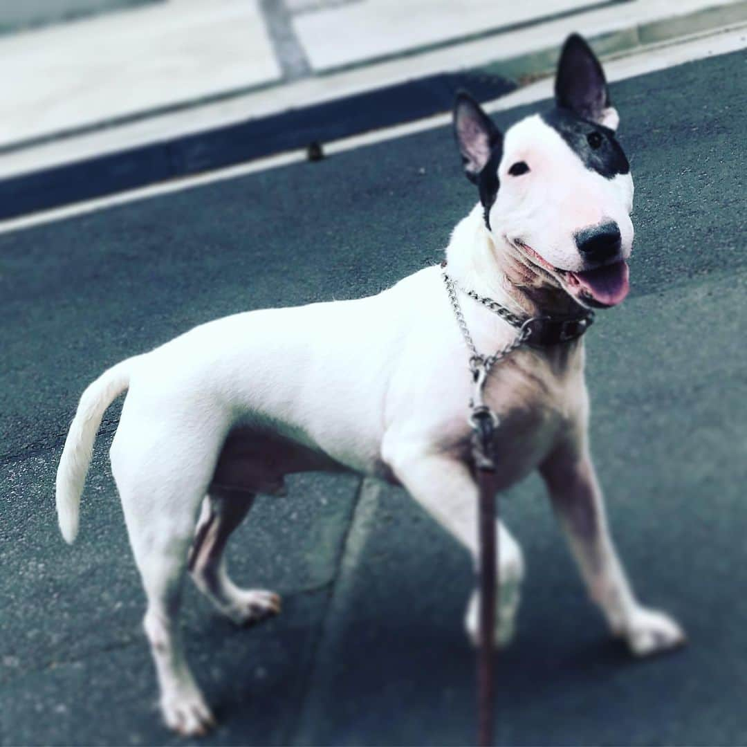 Q太郎さんのインスタグラム写真 - (Q太郎Instagram)「#minituru#bull#terrier#minibullterrier#miniturubullterrier#dog#dogstagram#cute#qtaro#love#family#ミニチュア#ブルテリア#ミニチュアブルテリア#Q太郎」5月9日 16時59分 - qtaro.jun