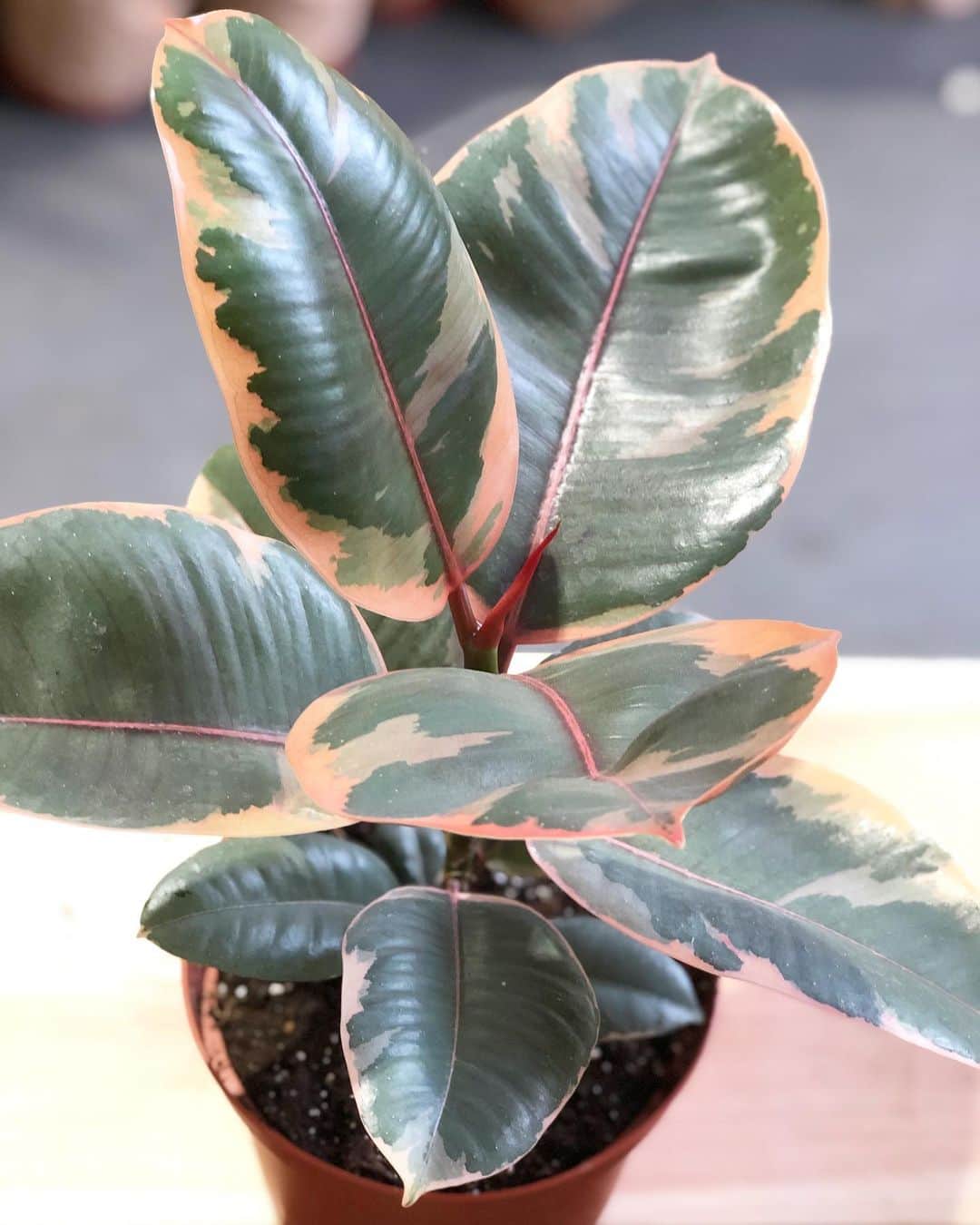 The Louunのインスタグラム：「Ruby #ficuselastica #airpurifier Shop now: www.etsy.com/Shop/plantroomla」