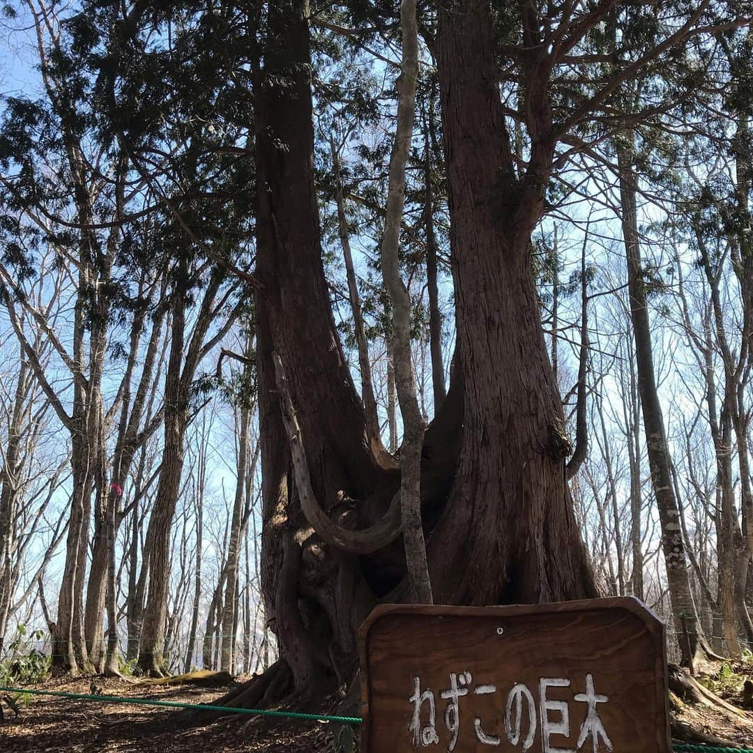 白馬岩岳スノーフィールドさんのインスタグラム写真 - (白馬岩岳スノーフィールドInstagram)「こんにちは🌞 長いGWが終わりましたが連日最高のお天気が続いている白馬岩岳マウンテンリゾートです。 今朝は白馬三山の稜線に陽がさし残雪の白が一際目立ってとてもキレイでした🏔  さて今日は白馬岩岳山頂にあるねずこの森をご案内します。 ねずこの森の中は春の花が咲きカタクリが見頃を迎えております。 足元には色あざやかなカタクリ✨少し顔を上げれば木々の間から北アルプスがご覧いただけます。 ねずこの森の中はこの時期しかご覧いただけない花や景色が盛りだくさん！！ ぜひ白馬岩岳マウンテンリゾートへお越しください。  ねずこの森 ウォーキングガイドツアーも受付ております。 午前の部 10時スタート 午後の部 13時スタート ＊ロングコース 2時間  大人 ¥1500 小児 ¥1000 ＊ショートコース 1時間  大人 ¥1000 小児 ¥500 受付はスタートの10分前までです。 レストランスカイアーク内ガイドセンターまでお越しください。  #白馬岩岳マウンテンリゾート  #白馬マウンテンハーバー  #hakubamountainharbor  #thecitybakery  #レストランスカイアーク #ガイドセンター #ねずこの森 #かたくり  #ウォーキングガイドツアー  #白馬岩岳mtbパーク」5月9日 12時23分 - hakuba_iwatake