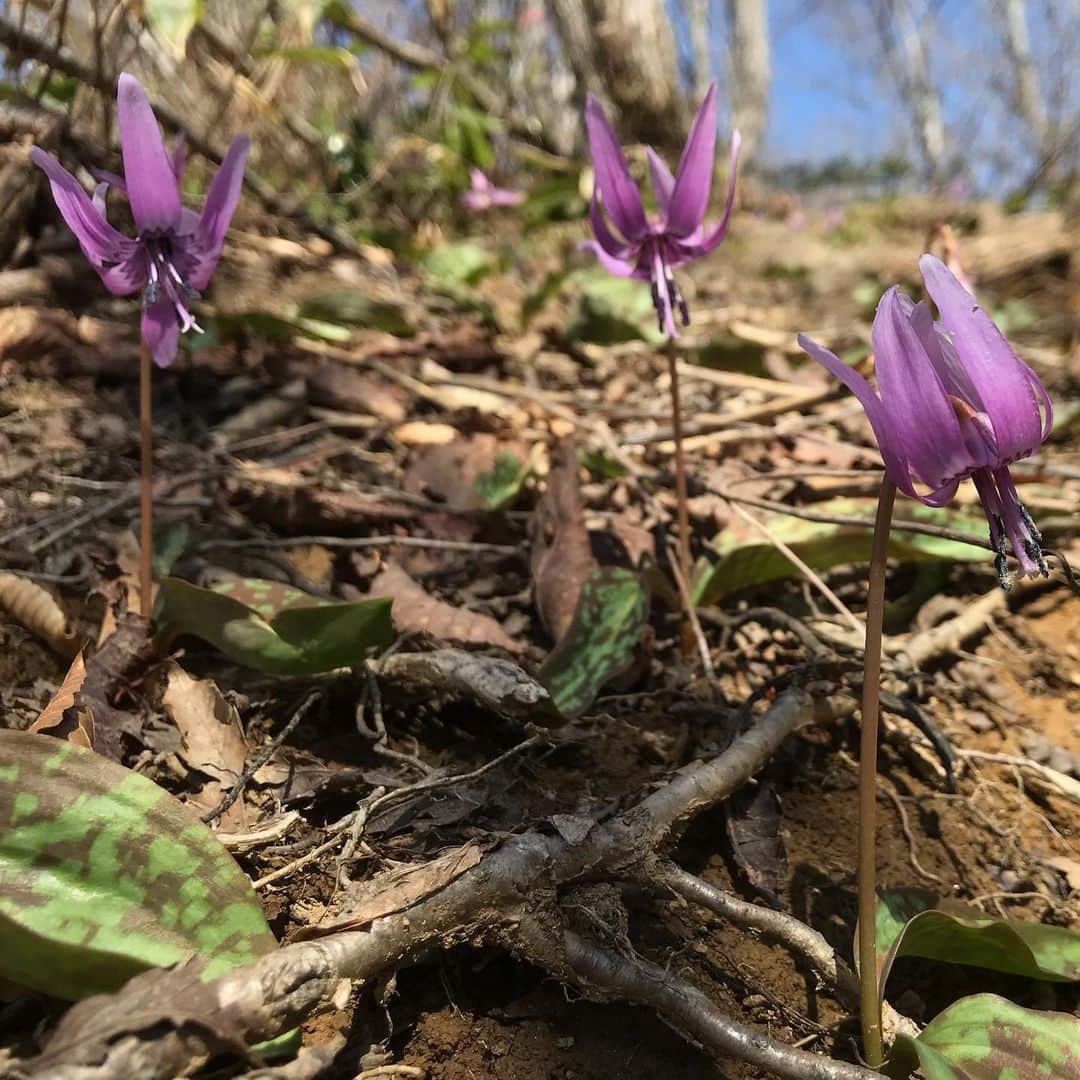 白馬岩岳スノーフィールドさんのインスタグラム写真 - (白馬岩岳スノーフィールドInstagram)「こんにちは🌞 長いGWが終わりましたが連日最高のお天気が続いている白馬岩岳マウンテンリゾートです。 今朝は白馬三山の稜線に陽がさし残雪の白が一際目立ってとてもキレイでした🏔  さて今日は白馬岩岳山頂にあるねずこの森をご案内します。 ねずこの森の中は春の花が咲きカタクリが見頃を迎えております。 足元には色あざやかなカタクリ✨少し顔を上げれば木々の間から北アルプスがご覧いただけます。 ねずこの森の中はこの時期しかご覧いただけない花や景色が盛りだくさん！！ ぜひ白馬岩岳マウンテンリゾートへお越しください。  ねずこの森 ウォーキングガイドツアーも受付ております。 午前の部 10時スタート 午後の部 13時スタート ＊ロングコース 2時間  大人 ¥1500 小児 ¥1000 ＊ショートコース 1時間  大人 ¥1000 小児 ¥500 受付はスタートの10分前までです。 レストランスカイアーク内ガイドセンターまでお越しください。  #白馬岩岳マウンテンリゾート  #白馬マウンテンハーバー  #hakubamountainharbor  #thecitybakery  #レストランスカイアーク #ガイドセンター #ねずこの森 #かたくり  #ウォーキングガイドツアー  #白馬岩岳mtbパーク」5月9日 12時23分 - hakuba_iwatake