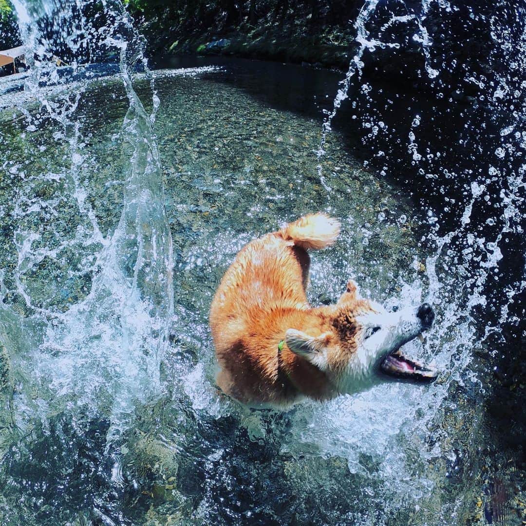 BlackRed shibasさんのインスタグラム写真 - (BlackRed shibasInstagram)「Water splash！ . . . #neneandmusashi2019 #GoPro #GoProJP #ゴープロ #shiba #shibinu #柴犬 #しばいぬ #japan #水遊び#gopropets #lovely #cute #goprodog #goproのある生活 #日本犬  #river #dog #happy #goprohero7 #river #hero7black #otvadventures #besomedoggy #doggo #goprodogsquad #gopropov #capturedifferent #柴犬ライフ」5月9日 12時37分 - black_red_jp