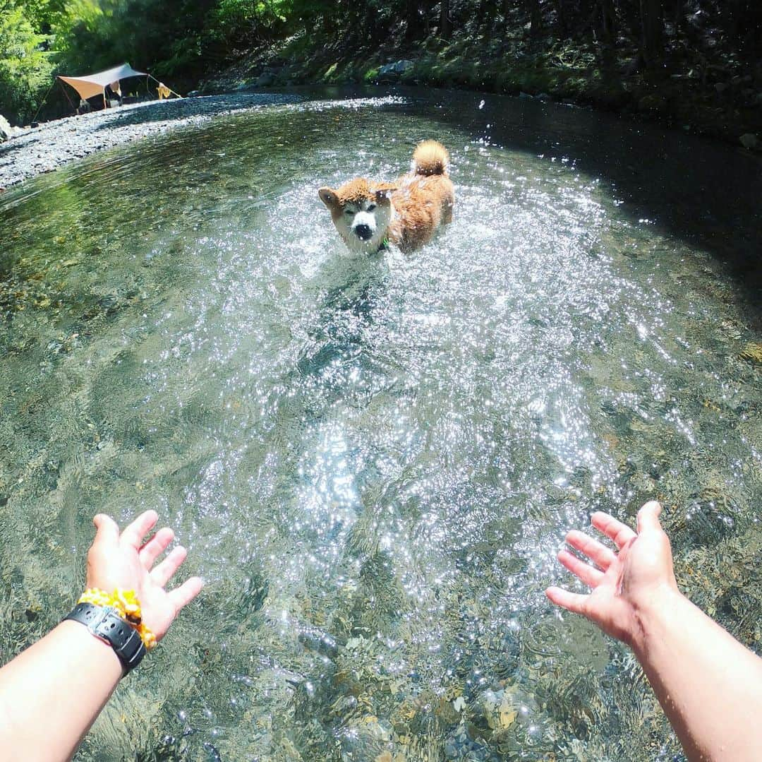 BlackRed shibasさんのインスタグラム写真 - (BlackRed shibasInstagram)「Water splash！ . . . #neneandmusashi2019 #GoPro #GoProJP #ゴープロ #shiba #shibinu #柴犬 #しばいぬ #japan #水遊び#gopropets #lovely #cute #goprodog #goproのある生活 #日本犬  #river #dog #happy #goprohero7 #river #hero7black #otvadventures #besomedoggy #doggo #goprodogsquad #gopropov #capturedifferent #柴犬ライフ」5月9日 12時37分 - black_red_jp