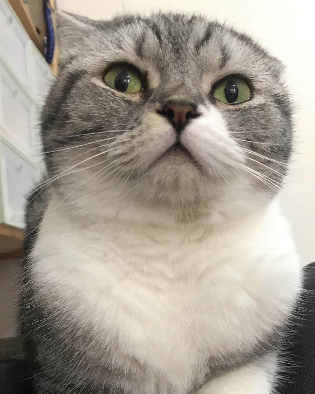 KATSUOのインスタグラム：「. かつお7歳になりました。 人間だと44歳。 かわいいおっさんでしょ😽❤️ . 本当の誕生日はわからないけれど 私が5月生まれなのでメイもかつおもみんな5月生まれってことにしてマス😆🐶😸 . #cat #catstagram #catsofinstagram #instacat #cutecat #katsuo #目指せ可愛い爺さん」