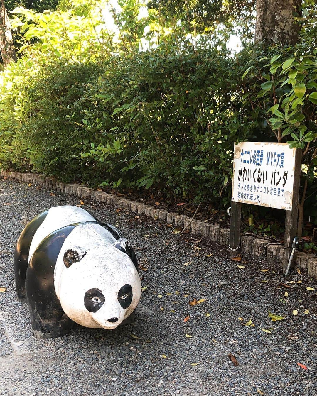 そうすけさんのインスタグラム写真 - (そうすけInstagram)「愛媛県愛南町でのイベント  美味しいものがたくさんありすぎた 後ろから3枚目の写真は松山市にある 割烹鶏一八のお肉  後ろから2枚目の顔はめパネルでは、右の猿で撮りたかったが体制が難しくて断念  最後の写真はさすがMVP大賞  #愛媛県 #愛南町 #高知に近い #びやびやかつお #モノマネする時はヴィーヴィーヴィー #ヴェーデデンデデデデヴェーヴェーヴェー #イースラー #愛媛県観光大使 #愛南町観光協会 #上甲商会 #かわいくないパンダ #なにこれちん百景  #一八の鶏は東京で食べられない #そうすけ」5月9日 12時46分 - sosuke_hagedayo