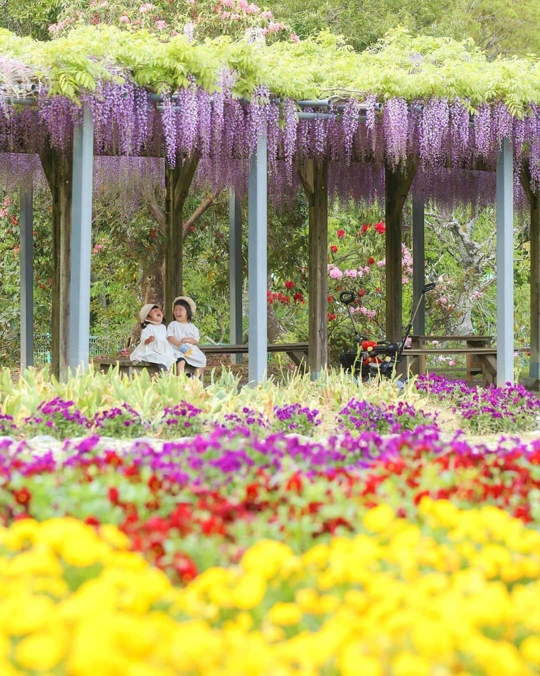 のインスタグラム：「こんにちは😊 現在、「春」をテーマにお写真・動画を募集中です✨ 本日の #タビスルキッズ はこちら💕 📷 @rinaricci3843さん 🚩三重県・大紀町「野原公園」 🎙ご本人コメント happy time♡ 藤、シャクナゲ、ビオラ…お花に囲まれて。 ﻿﻿﻿﻿＊＊＊＊＊＊ こんなに色々なお花に囲まれることができるなんて素敵ですね✨ かわいいお写真ありがとうございます😊」