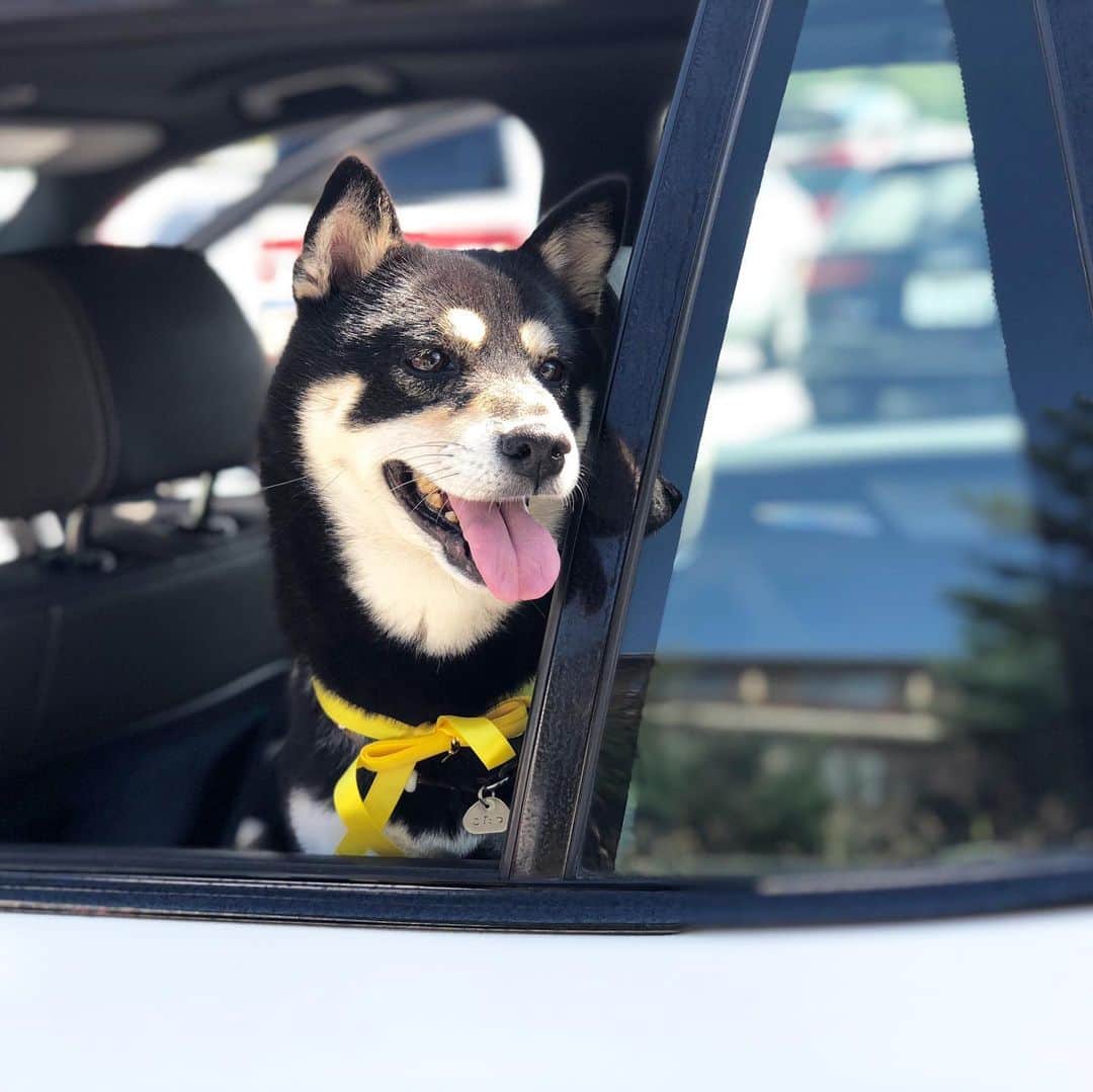vo_coのインスタグラム：「🐾 クルマで出かけるの大好きなこたつ 特に開けた窓から顔を出して風を感じるのが好き過ぎて困る… そしてそれ以上に困るのが、窓を自分で開けてしまうこと😱 構造上、こたつが前脚を掛けるところにちょうど窓の開閉ボタンがいい感じであって、開いちゃうんですよねー 後席の場合はロックすればいいんだけど、助手席の時は結構開けちゃう💦 構造上、閉めることはできないからそこだけが救いかな ハコ乗り好きにも程があるぞ！ * #shibastagram #instashiba #shiba #shibainu #黒柴 #柴犬」