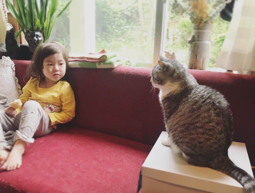坂本美雨さんのインスタグラム写真 - (坂本美雨Instagram)「パン食べてるとこ見つめられて『サバちゃんが見てくる！』と不服ないもーと。 姉妹だねぇ…  #サバ美となまこちゃん #cat #サバ美 #今日のなまこちゃん」5月9日 13時49分 - miu_sakamoto