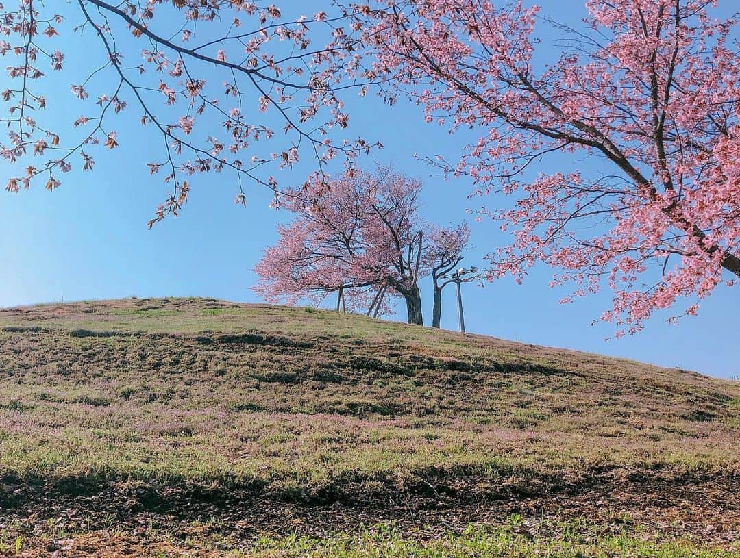 てんちむさんのインスタグラム写真 - (てんちむInstagram)「生まれてこのかた、こんな綺麗な桜をお目にしたのは初めてだ by 津別の双子桜＆美瑛の青い池」5月9日 13時54分 - super_muchiko