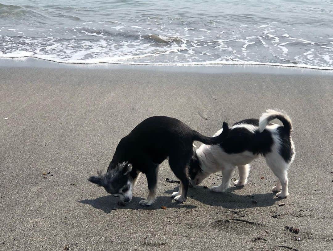 小澤名代さんのインスタグラム写真 - (小澤名代Instagram)「キラキラの海🌊 この季節は海でお散歩が気持ちいい。 美味しいソフトクリームのお店も見つけました🍦 レモネードの上にのせてもらった🍋 @caffe_kujiragumo  ブレクロと癒しの時間♡  #zushibeach #beach #sea #cafe #cafelatte #sealife #lovebeach #dogstagram #Chihuahu #dogoftheday #doggylove #逗子海岸 #逗子ビーチ #逗子海岸映画祭 #逗子カフェ #くじらぐも #レモネード #ソフトクリーム #カフェ巡り #愛犬 #チワワ #ブレクロ #海散歩 #癒しの旅 #リードなし #リードなしでお散歩 #キラキラの海 #加工なしでこの綺麗さ」5月9日 14時00分 - ozawanayo
