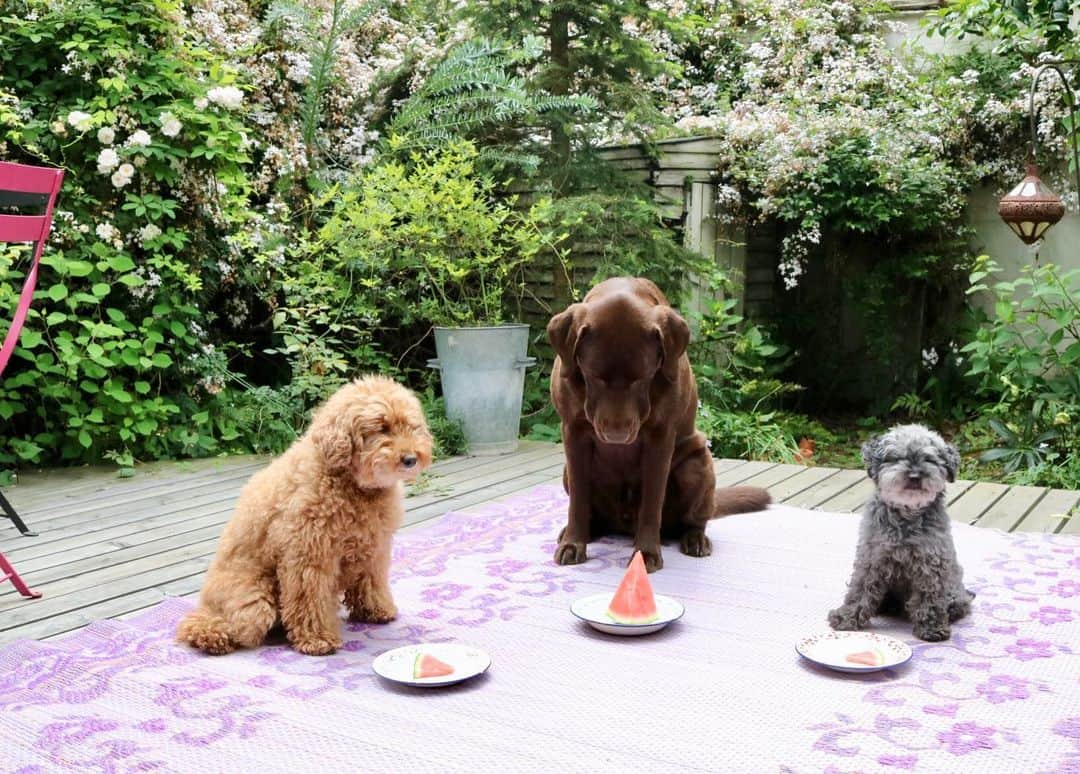 masakiさんのインスタグラム写真 - (masakiInstagram)「食べるだよー🍉 ちっちゃい兄貴、ちっちゃいスイカにご立腹=3」5月9日 14時01分 - mogurapicassowols