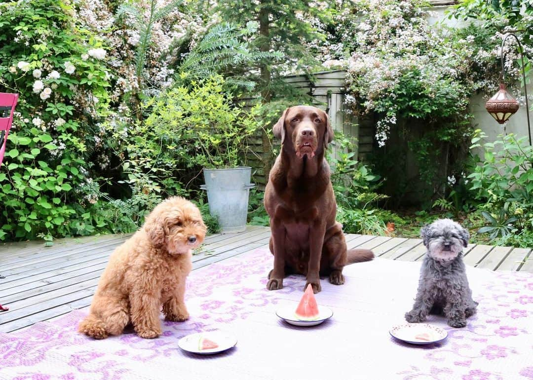 masakiさんのインスタグラム写真 - (masakiInstagram)「食べるだよー🍉 ちっちゃい兄貴、ちっちゃいスイカにご立腹=3」5月9日 14時01分 - mogurapicassowols