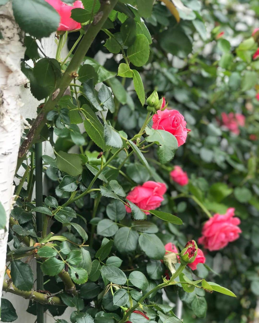 富岡美羽さんのインスタグラム写真 - (富岡美羽Instagram)「お庭の薔薇が咲き始めました(*^^*)✨✨🌹🥀💖」5月9日 14時15分 - miutomioka