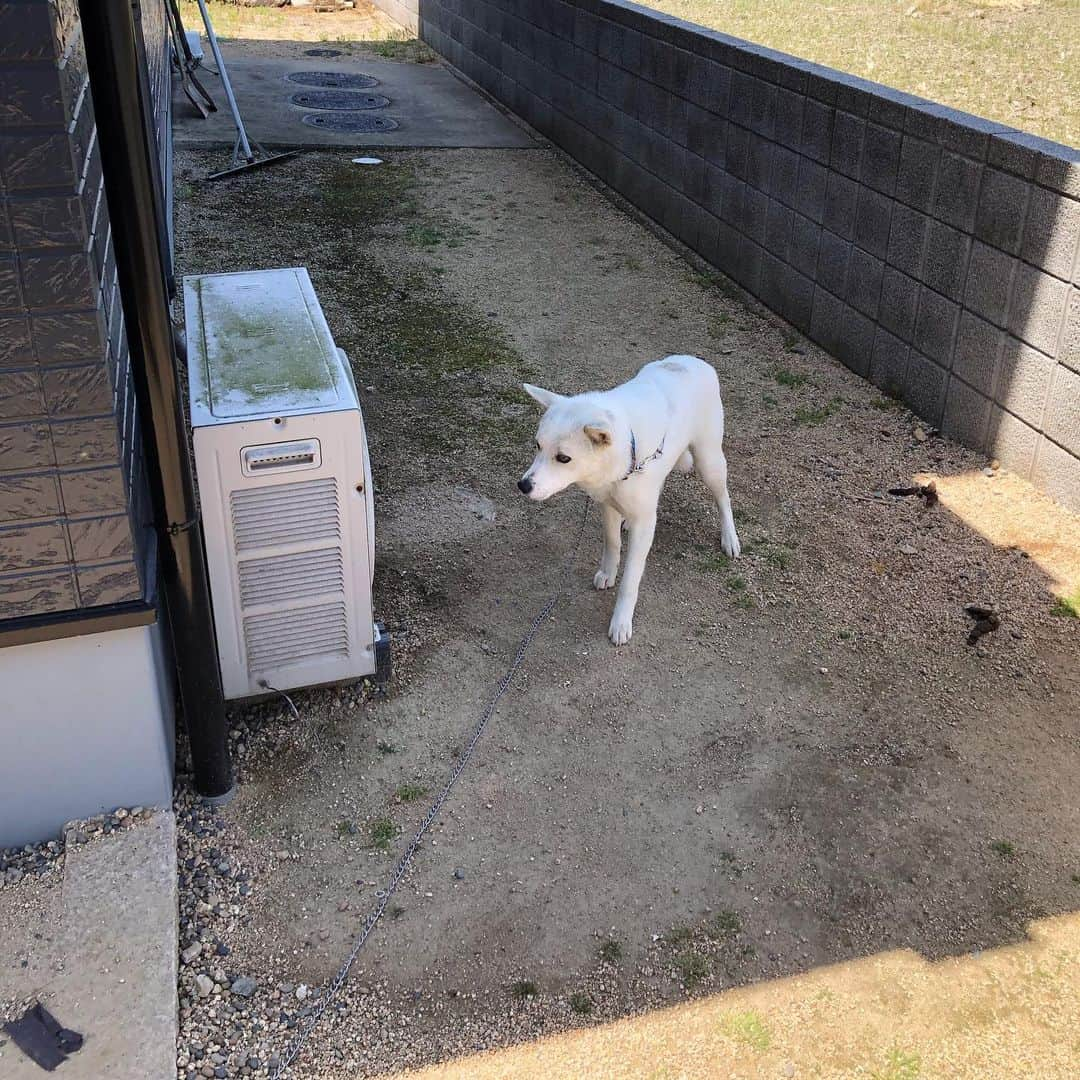 平田亮介さんのインスタグラム写真 - (平田亮介Instagram)「少し実家に帰ってました！ 地元だけど観光客みたいなことしました😂親戚にもペット達にも会わせれて良かった😎 田舎もいいですね〜😏 #尾道観光 #尾道ラーメン #からさわ #千光寺 #府中焼き #やまこう 笑」5月9日 14時40分 - ryosukehirata