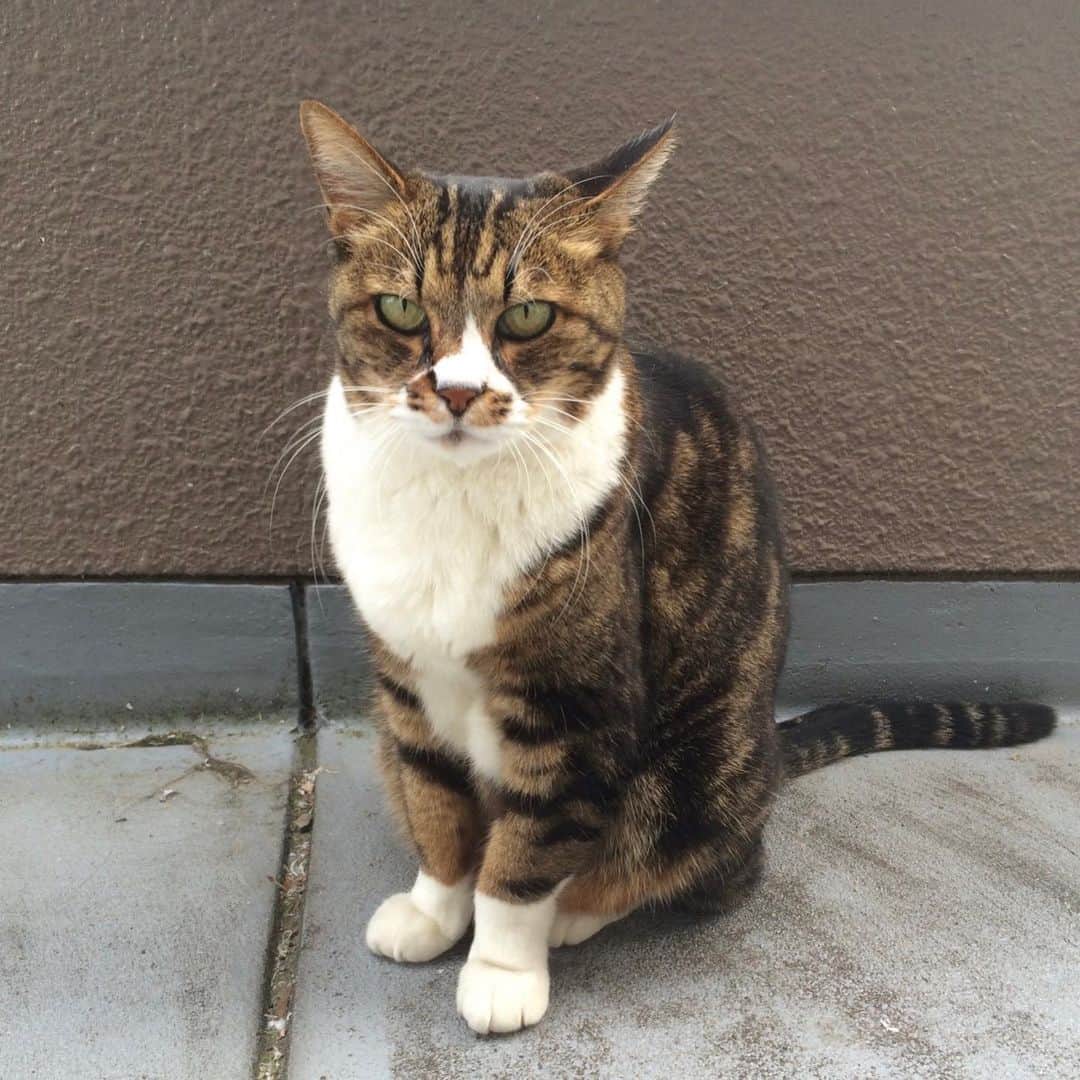 竹中友紀子のインスタグラム：「#ウリちゃん 実家の愛猫ウリちゃんがGW前に脱走したっきり帰ってきていません。 GW中毎日実家周辺を探したのですが、未だ見つからず。 ついに仕事のため東京に戻る日が来てしまいました。 どこかで元気にしていますように。 いつでもふらっと帰ってきてね。」