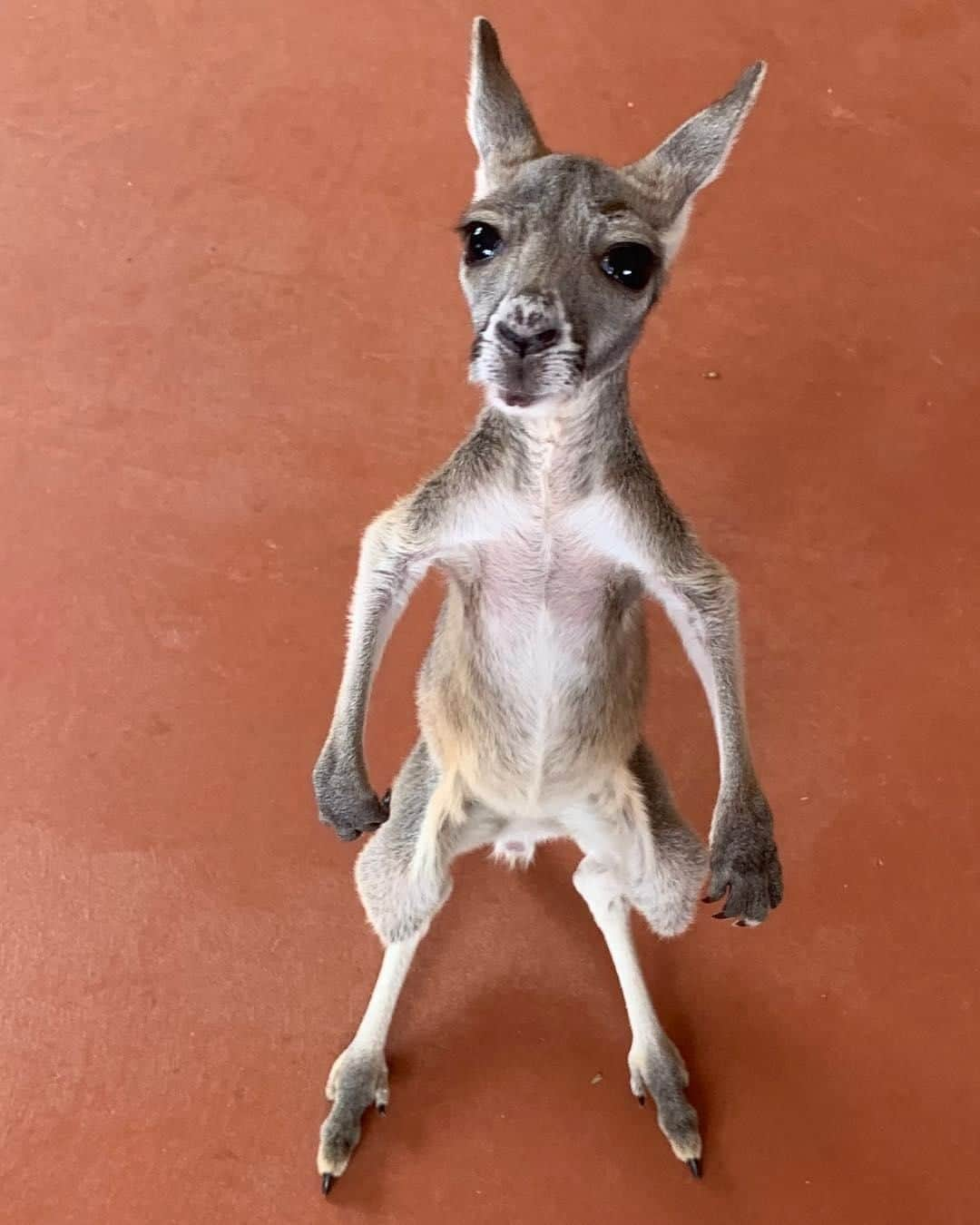 Australiaさんのインスタグラム写真 - (AustraliaInstagram)「Has anyone seen Sasha’s boxing gloves?! 🥊  This fierce-looking little #kangaroo joey is one of many who call @thekangaroosanctuary in #AliceSprings home, where a dedicated team looks after the sick, injured and orphaned kangaroos of @visitcentralaus. If you want to meet them in person make sure you visit this part of @ntaustralia between Tuesday and Friday and book in a guided sunset tour in advance to secure a spot. We promise Sasha won’t try to box with you, but she would probably like a cuddle instead. 😉  #seeaustralia #ntaustralia #redcentrent #travel #wildlifephotography #dailyfluff」5月9日 15時00分 - australia