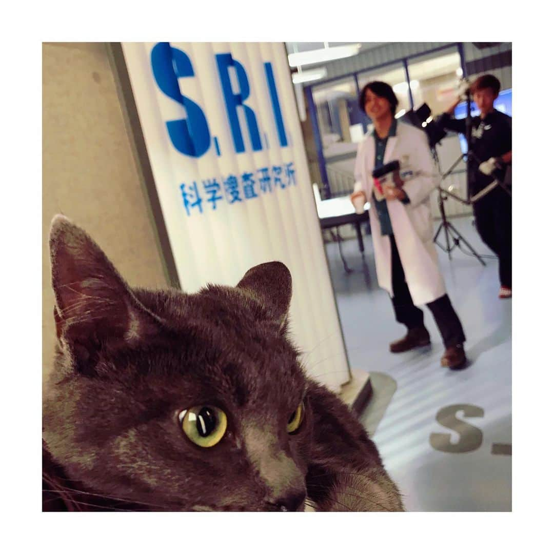 渡部秀さんのインスタグラム写真 - (渡部秀Instagram)「本日20時より 『科捜研の女』 猫猫猫。是非ご覧ください。  #猫#呂太#猫#呂太」5月9日 15時04分 - shu_samurai