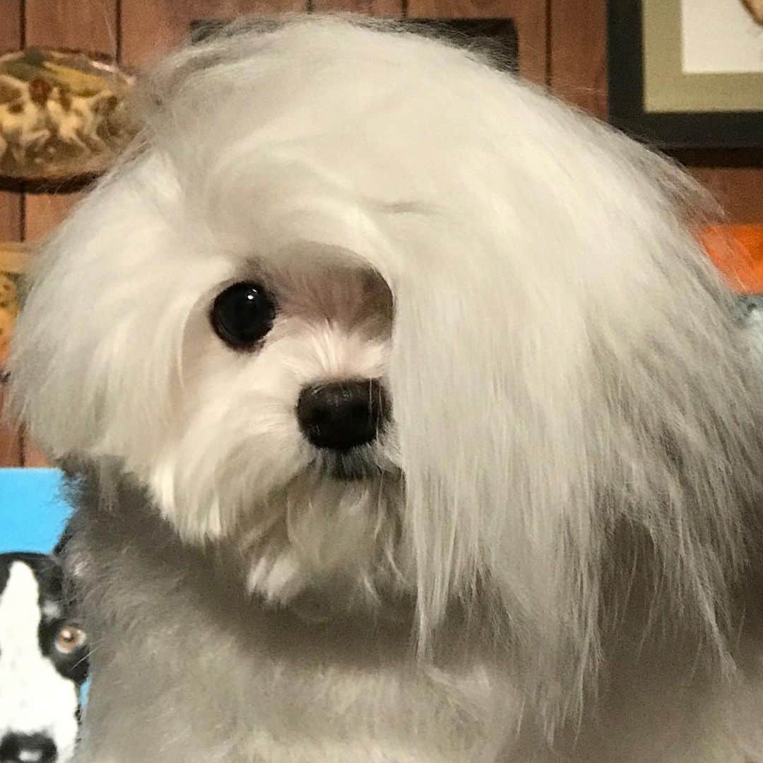 JessRonaGroomingさんのインスタグラム写真 - (JessRonaGroomingInstagram)「When you’re a teenager and you get rejected by a Shih Tzu」5月10日 0時46分 - jessronagrooming