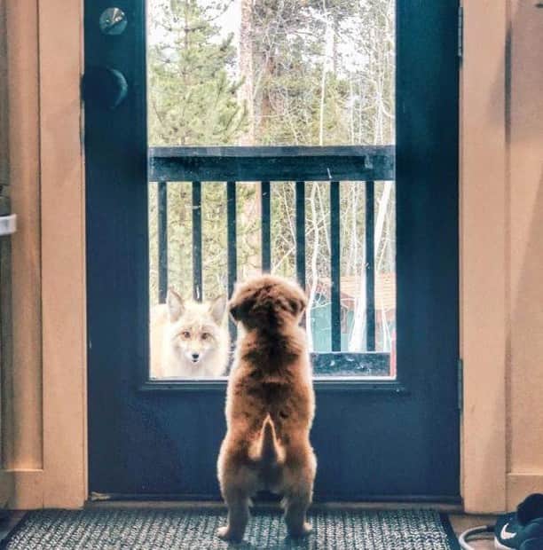 オリンピックチャンネルさんのインスタグラム写真 - (オリンピックチャンネルInstagram)「This Paralympian has a fox 🦊 and a dog 🐶. Here is a picture of how they first met. According to their owner: "So far they can only interact through the glass door. It’s our priority to keep them both safe." Who do these pets belong to?  #PetsOfOlympians」5月10日 0時47分 - olympicchannel_x