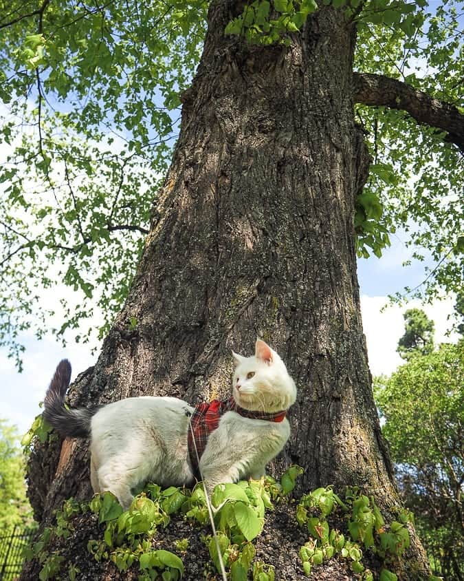 スターリンのインスタグラム：「Climbing trees 😻🌳」