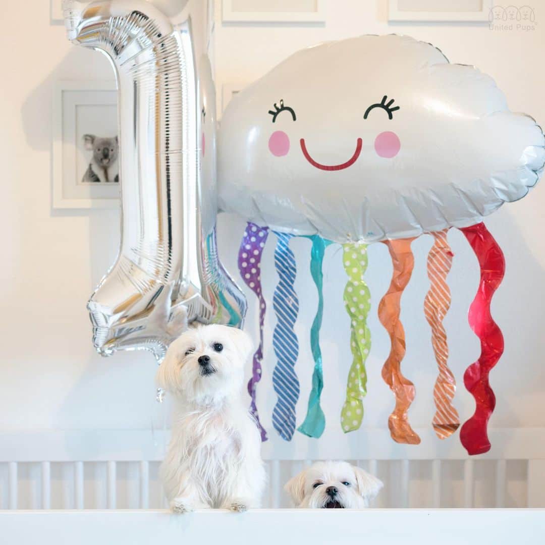 のインスタグラム：「Happy birthday to my loud sister🎂  Can’t believe she is 1 already. Love her so much especial her dramatic personality. I think that comes from me 😚  Swipe to see her squeeze her face to do an “omg” expression 🙊😂👉 ・・・・ #1stbirthday #no1 #balloons🎈#happybday#birthdaygirl👑#cloudballoon #smileyballoon #birthday🎂 #birthdaygirl #happybirthdaytomysister #lovemysister #familyislove #familyisforever #familyislife #letscelebrate #babysbirthday #partycity #timetoparty  #doginsta #dogstyler#dogstyle🐶 #dallastx  dallasdogs #texasdog #dogslife#hiarod #arod #maltese」