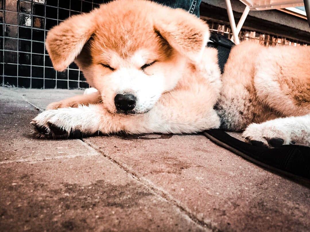 Mikkaのインスタグラム：「TBT - 14 weeks old Mikka having a little nap. 😍🐕💤 #akita #akitapuppy #akitainu #puppy #puppylove #tbt #dogsofinstagram #babydog #dog #puppydog #oldtimes」