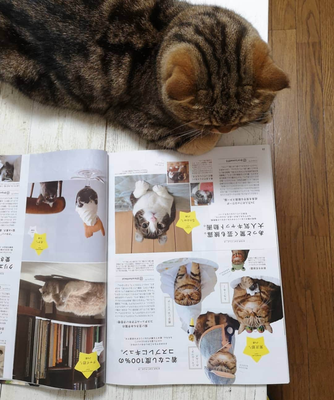 寅次郎（とらちゃん）さんのインスタグラム写真 - (寅次郎（とらちゃん）Instagram)「☆ Magazine publication . ふむふむ、今回の#ananにゃんこLove  表紙はホィップさんだにゃ🐱可愛い♥ . ②チラッとめくったら…… 僕も載ってるにゃ～😹 . #こんなに大きく載るの初めて #嬉しい #ありがとうございます #にゃんこlove #寅次郎掲載本 . .」5月9日 17時56分 - torachanthecat