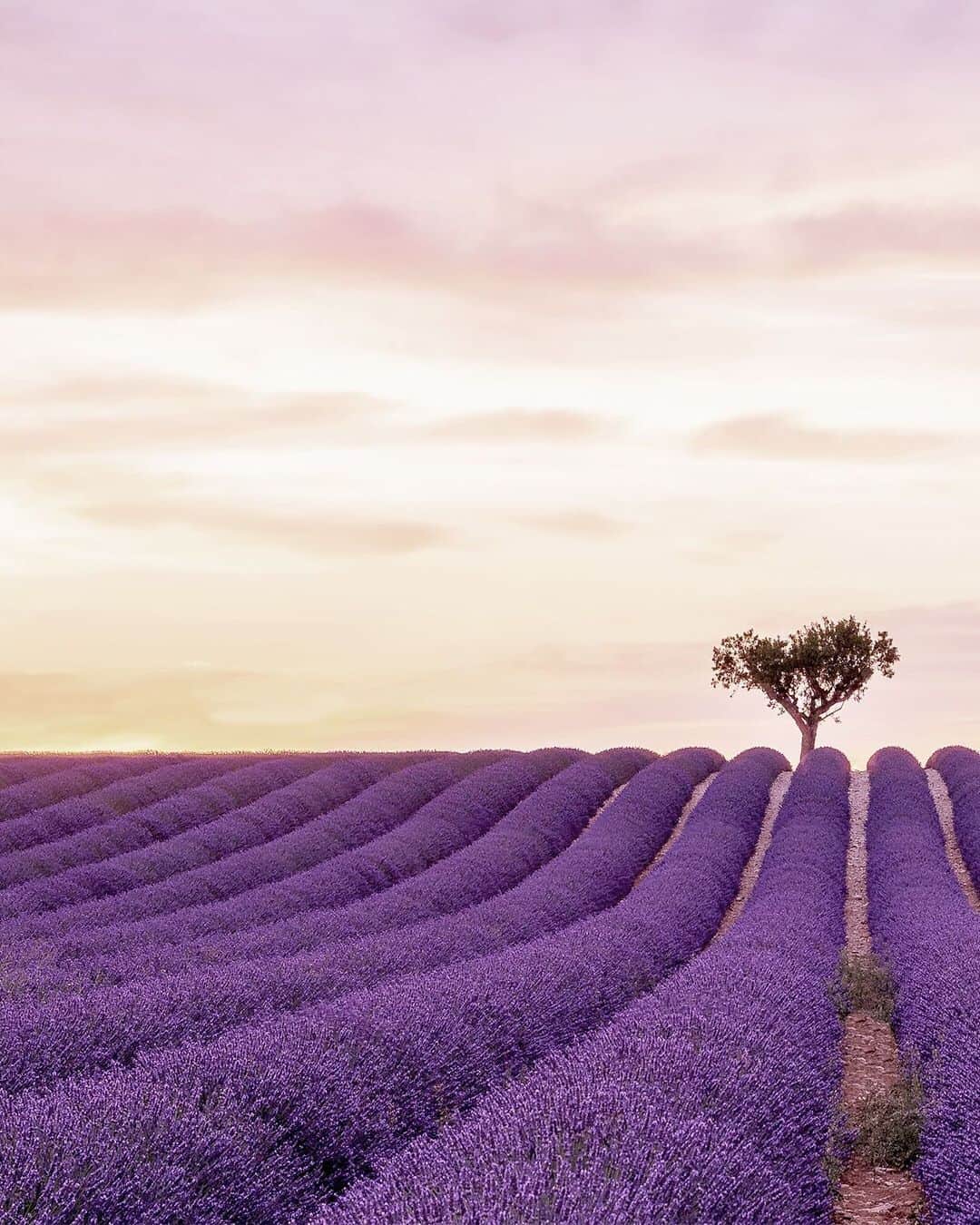 JALさんのインスタグラム写真 - (JALInstagram)「. The immensely instagrammable lavender fields of Plateau de Valensole are a must-see in the summer months, typically in bloom from June. Also coming out of France in June, our very first @airbus #A350XWB will be arriving at Haneda Airport, as we get ready for rollout on our Haneda=Fukuoka route later this year! Perfect timing!✈︎ #PicturePerfectMay  6月～8月にかけて見頃のフランス・プロヴァンスのラベンダー畑💜 同時期にフランスから #A350XWB 初号機も羽田空港に到着予定です✈ . . Post your memories with #FlyJAL  #JapanAirlines #france #provence #lavenderfields #flowerpower #unlimitedfrance」5月9日 18時01分 - japanairlines_jal