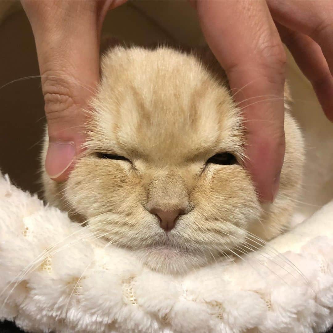 相馬有紀実のインスタグラム：「もへもへもっへっへ(๑>◡<๑) いたずら（笑）❤︎ ※イジメていません。 やっぱりもへいはされるがままでした（笑）。 #すこてぃっしゅふぉーるど  #もへい #猫 #癒し #癒し猫」