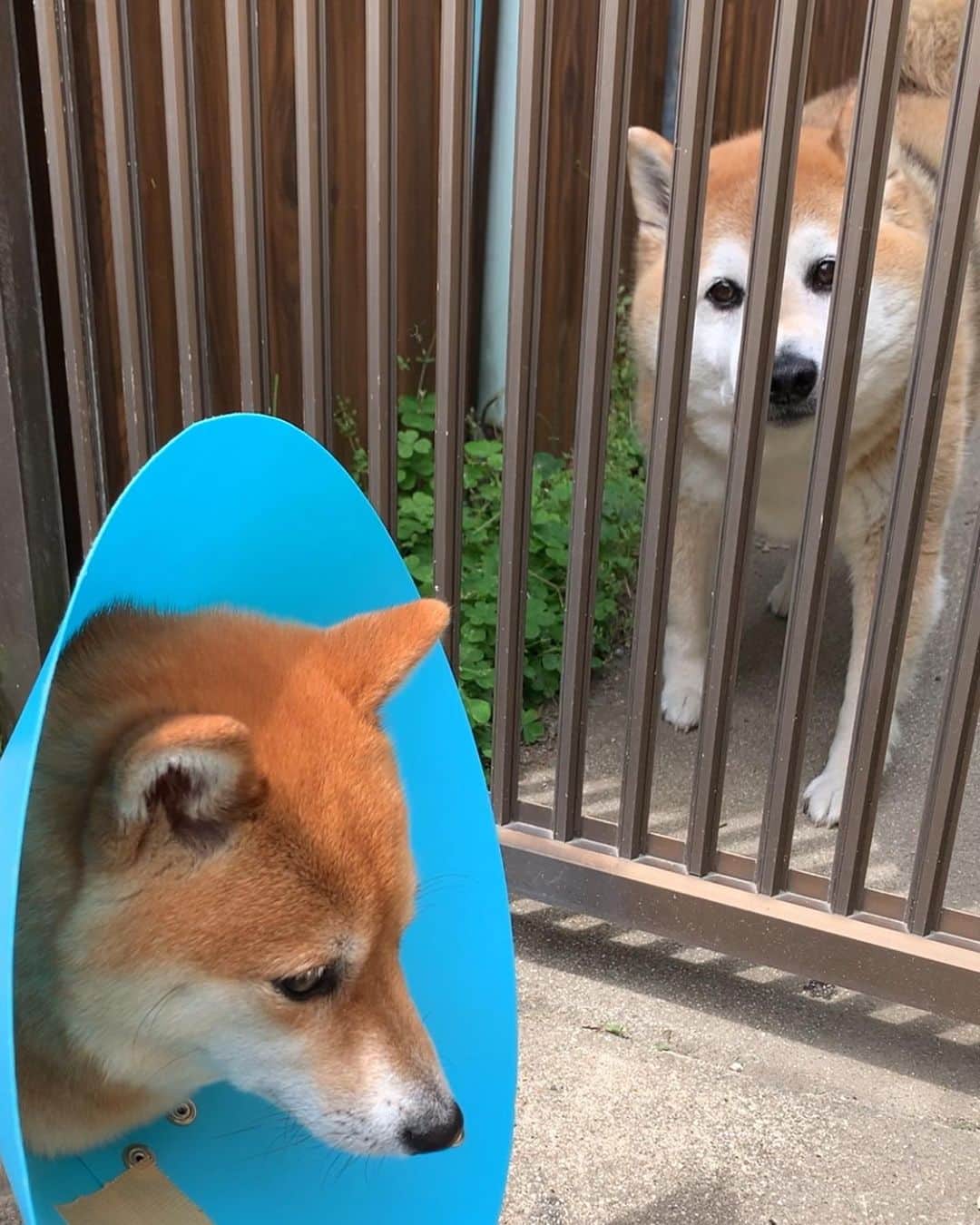 豆柴 サニーちゃんさんのインスタグラム写真 - (豆柴 サニーちゃんInstagram)「. . あたまふりふり🎶おちりふりふり🍑 今日のお散歩 . 術後2日目 . エリカラは、そんなに嫌そうではないけど 多少ストレスのせいか まだあまり食欲ないです😣 . お散歩は行きたそうにしてて 連れて行くと てくてく歩くのだけど まだ少しお腹が痛むのか "おなかいたのポーズ"をたまにします😣 . 歩かなくなって立ち止まるので 抱っこでお散歩🍀 . 今はまだ無理しちゃダメだからね〜 ゆっくり過ごそうね💕 . ゆうたおじいちゃんシリーズ みなさんに好評いただいてます🤗 年齢は、12歳か14歳だったかと。 今度飼い主さんに聞いてみますね いつも、だいたい外に居て 日向ぼっこしてるので よく寄って挨拶しています🐻🎶 . . #あたまふりふり #おちりふりふり #抱っこでもいいよ #ゆっくり過ごそうね #さにたんの子宮蓄膿症日記 #エリカラ生活 . #柴犬#豆柴 #赤柴 #まめしばいぬ#まめしば#いぬのきもち#ふわもこ部 #pecoいぬ部#pecotv#サンデイ#サンデイいぬ組#anicas #shiba_snap#todayswanko#west_dog_japan #shibainu #shiba#mameshiba#shibastagram #豆柴サニーちゃん」5月9日 18時20分 - sunny_rei_32